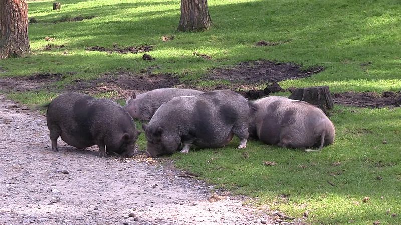 Bild Naturwildpark Granat Haltern