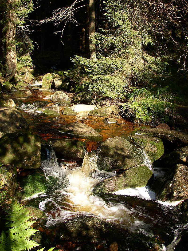 Bild Nationalpark Harz