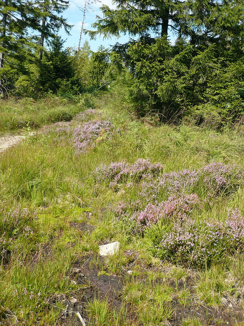 Bild Heidegarten Langscheid