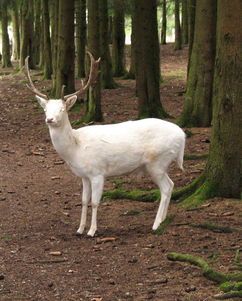 Bild Wildgehege Hellenthal