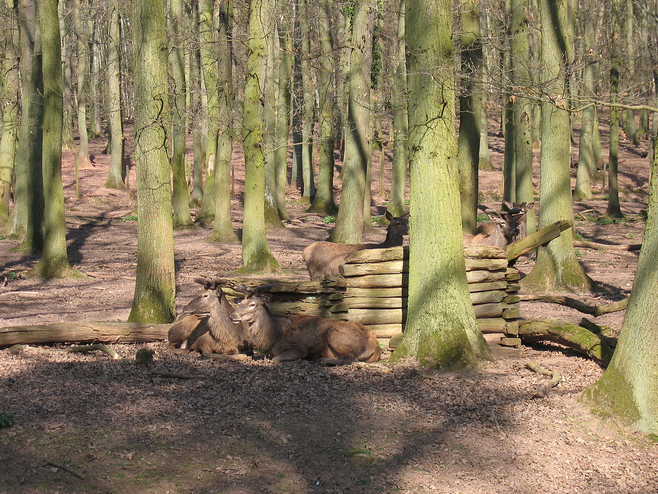 Bild Hochwildpark Mechernich