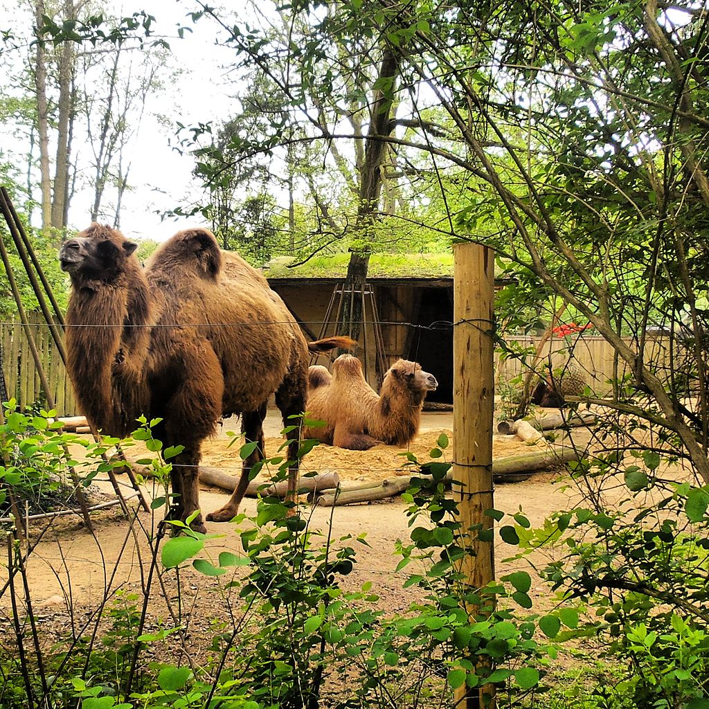 Bild Tierpark Zittau