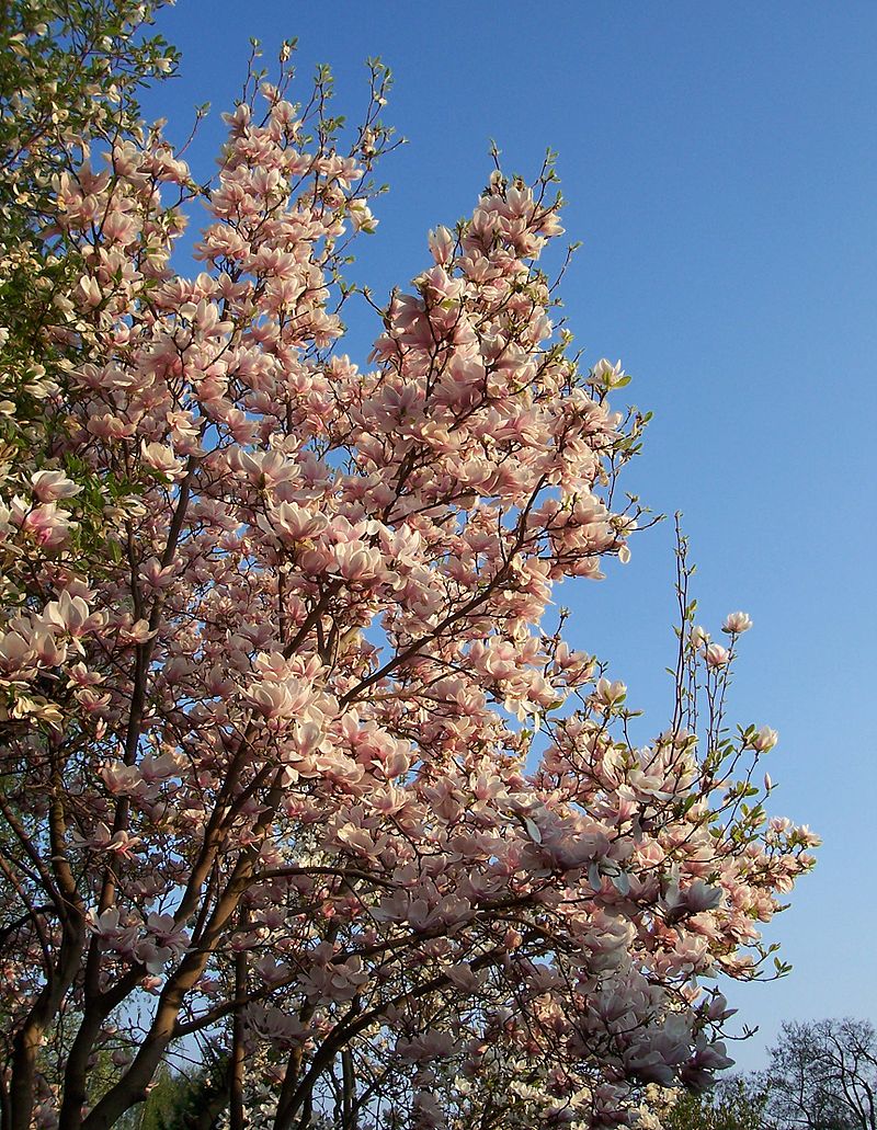 Bild Magnoliengarten Bad Langensalza