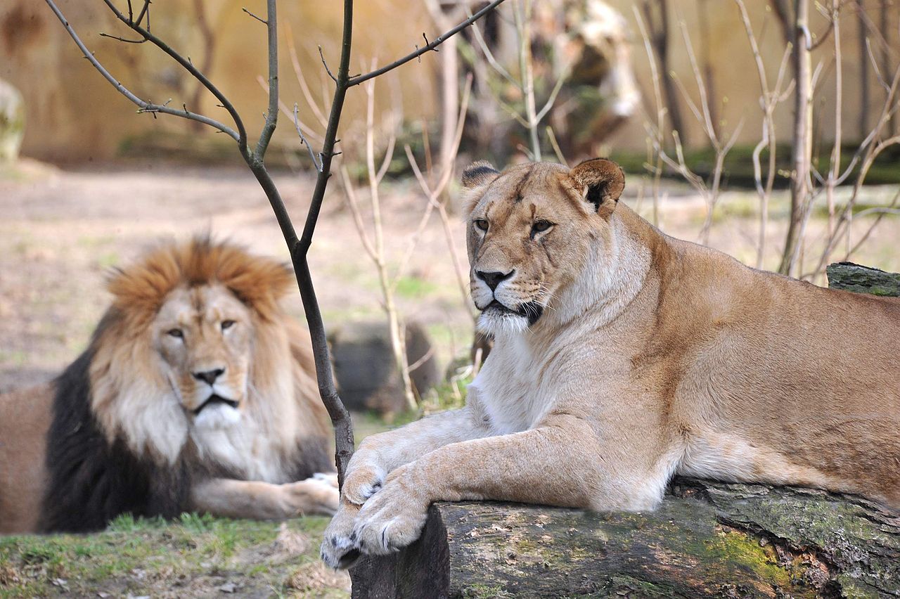 Bild Zoo Rostock