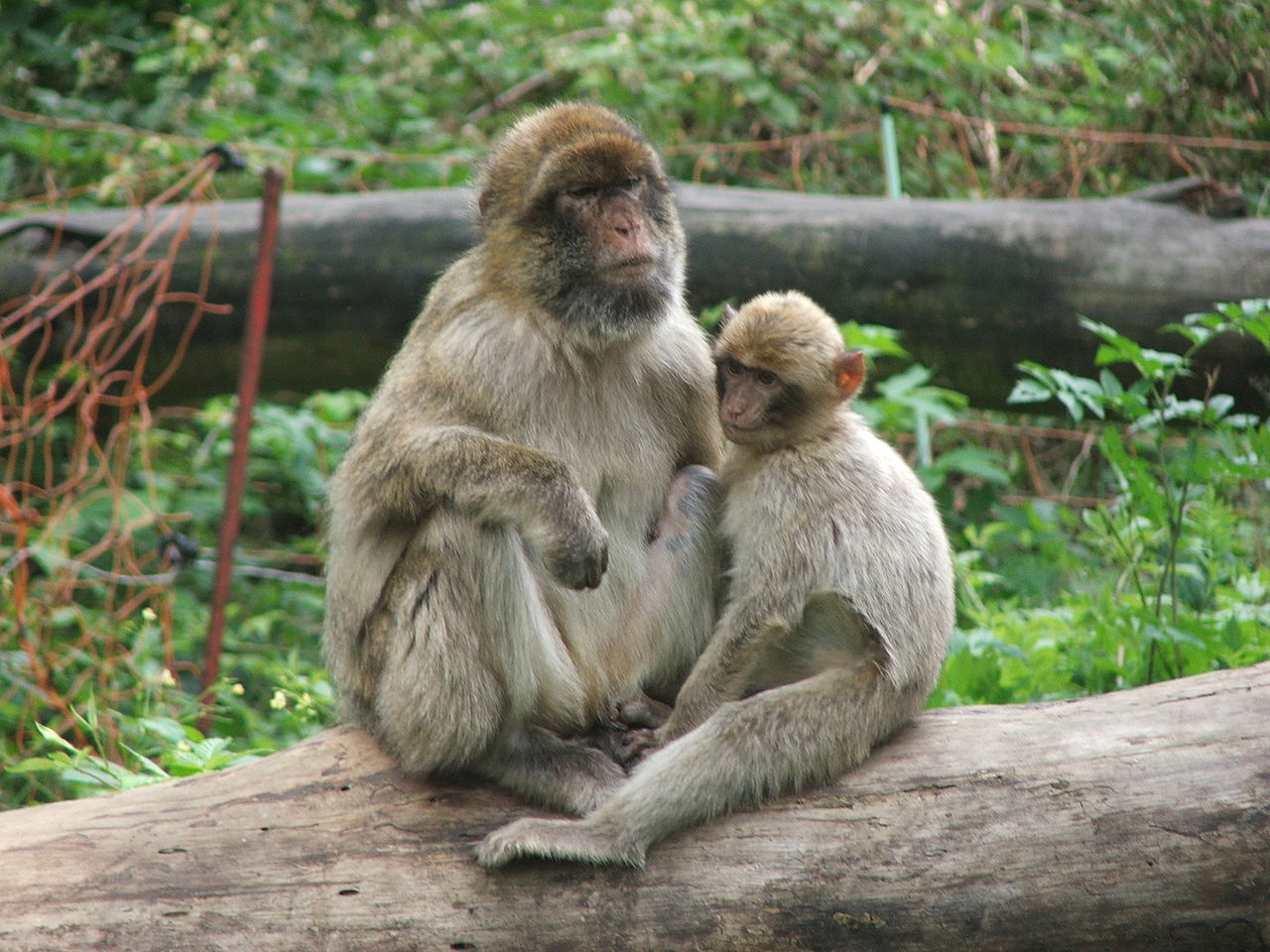 Bild Tierpark Ueckermünde