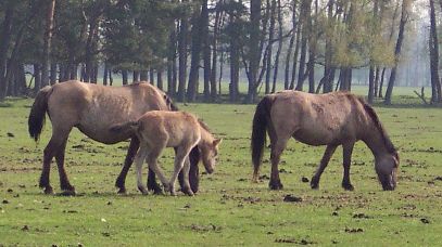 Bild Wildpferde in Dülmen