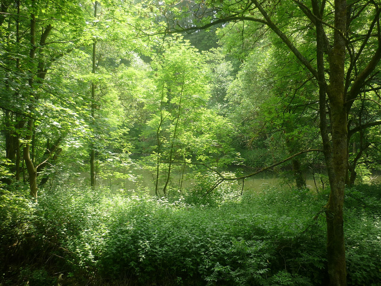 Bild Naturreservat Bacher Lay