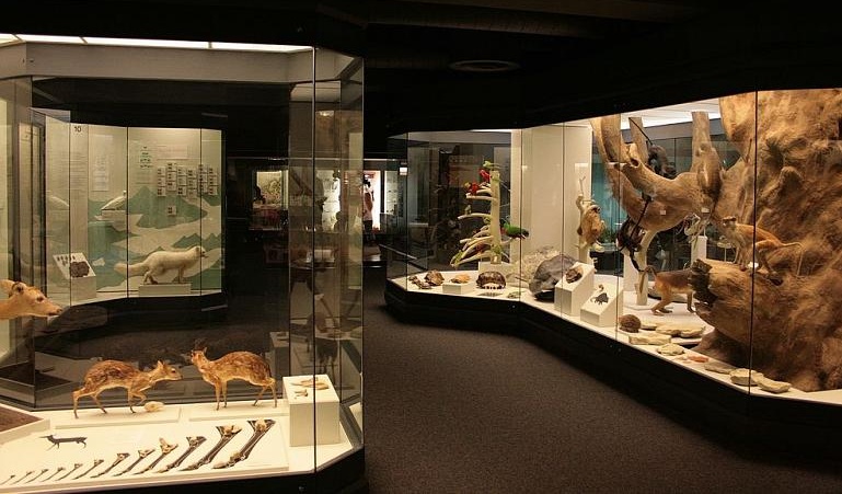 Bild Naturmuseum Augsburg