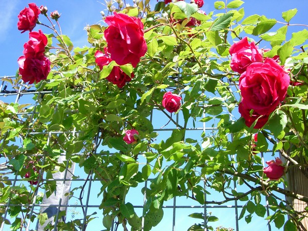 Bild Rosendorf Schmitshausen