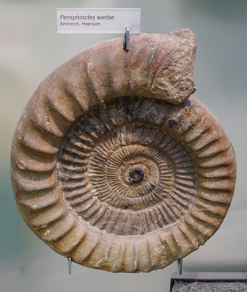 Bild Fossilienmuseum Bundenbach