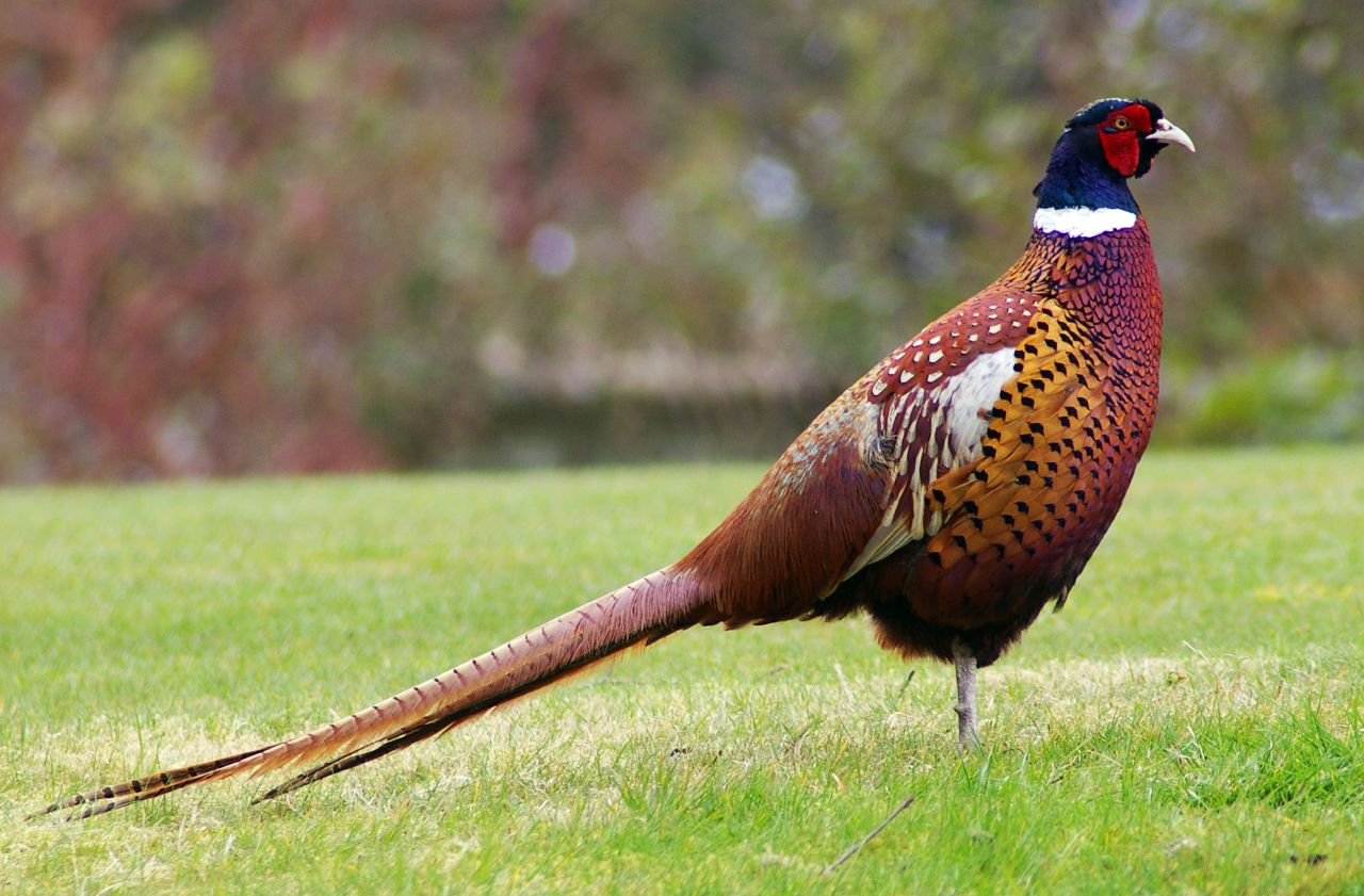 Bild Tierpark Siebeneichen Meißen