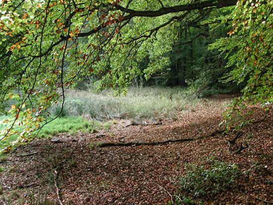 Bild Biosphärenreservat Schorfheide Chorin