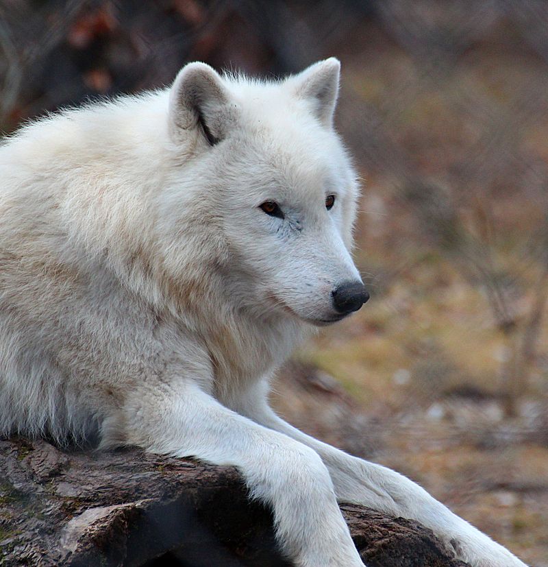 Bild Wildpark Alte Fasanerie Hanau