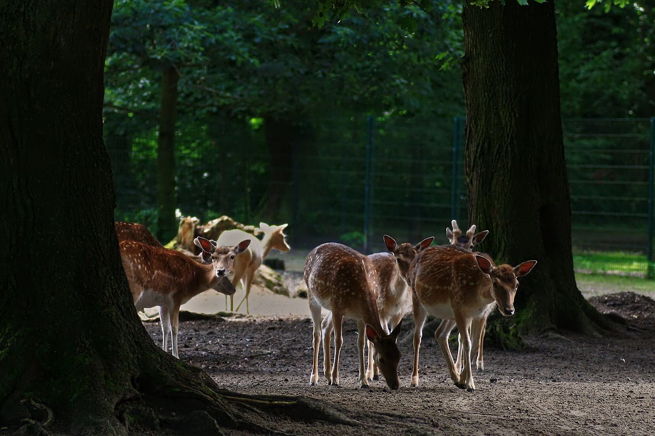 Bild Tierpark Angermünde