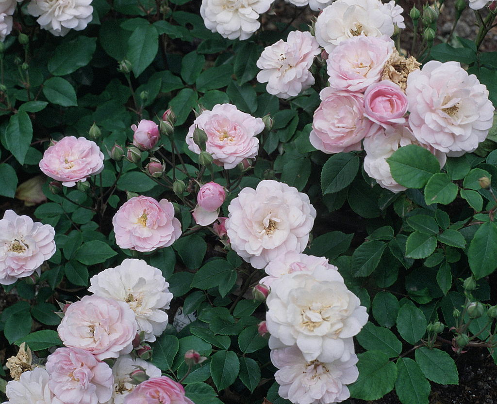 Bild Rosengarten Oberderdingen