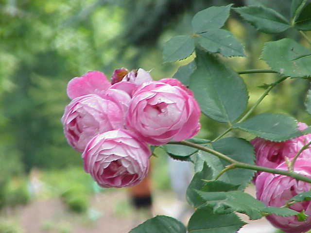 Bild Rosengarten am Donauufer Ulm