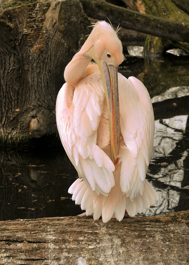 Bild Zoo Dresden