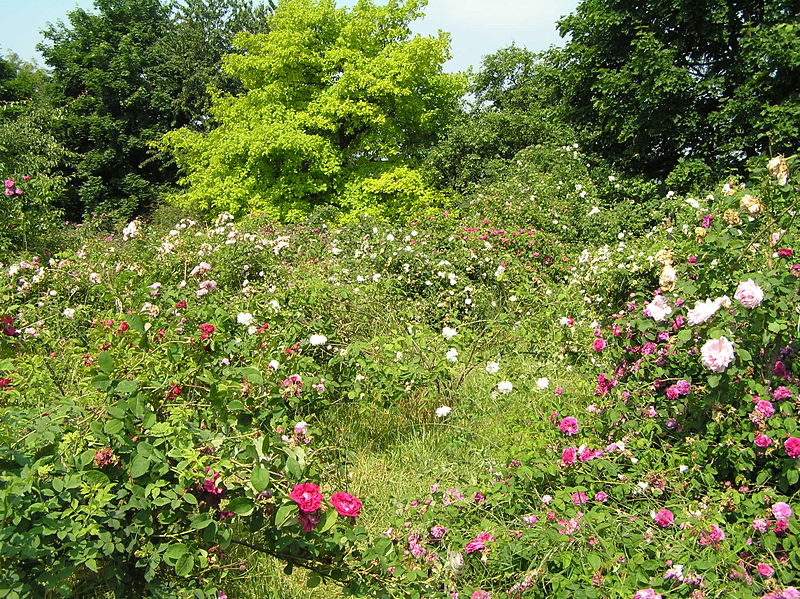 Bild Rosenhang Karben