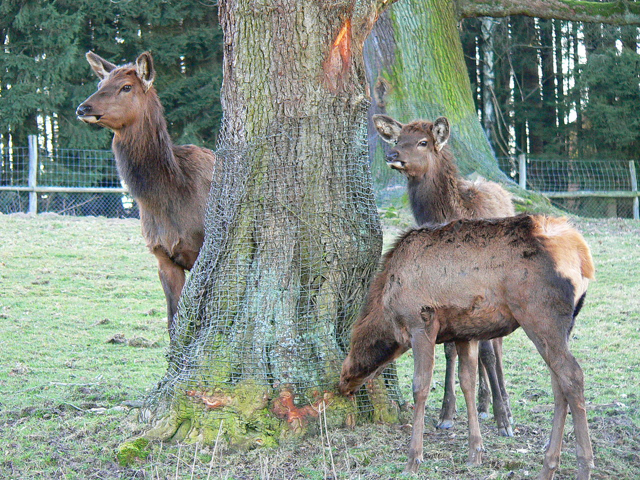 Bild Tierpark Sababurg Hofgeismar