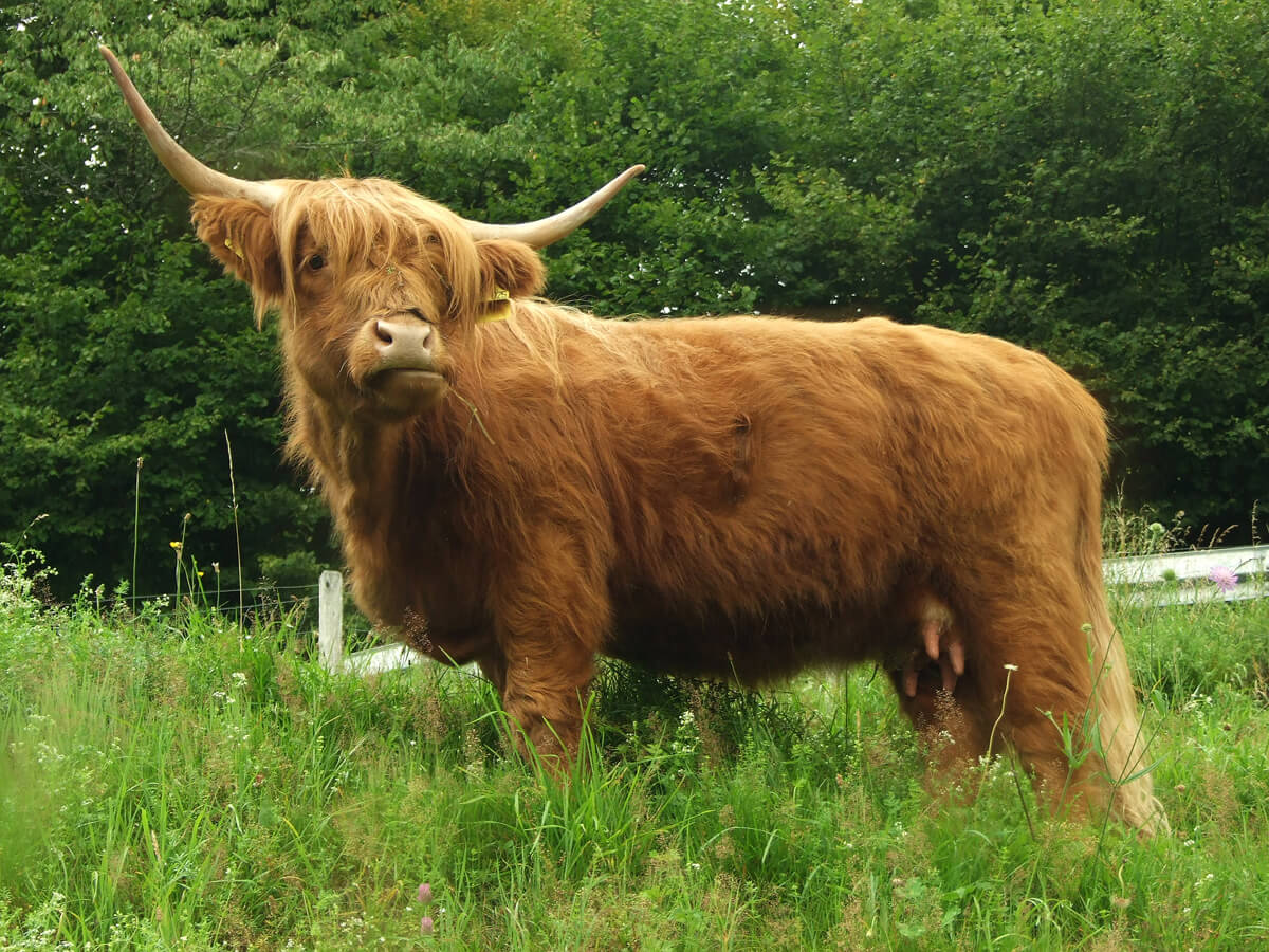 Bild Tiergehege Waldmössingen