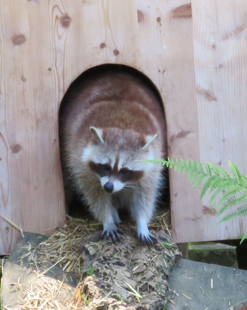 Bild Schwarzwaldzoo Waldkirch