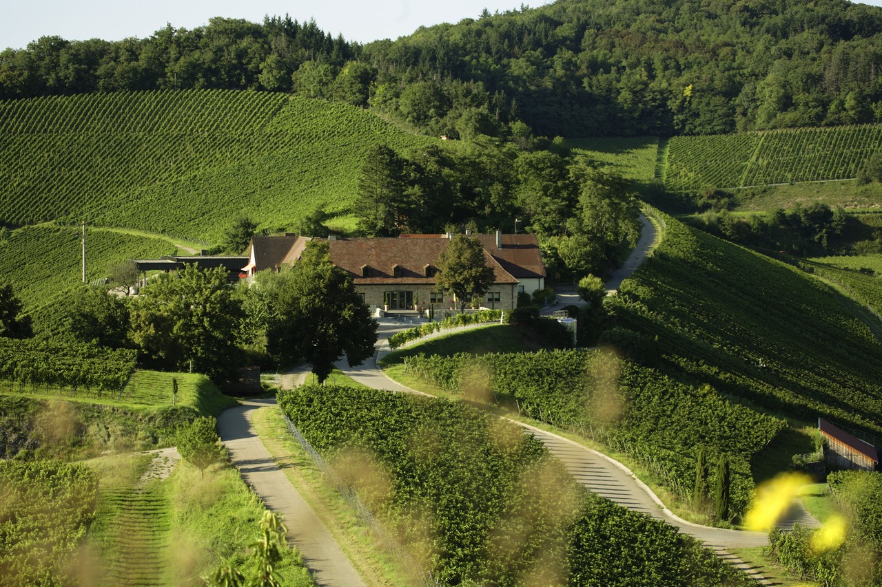 freiburg wine tour