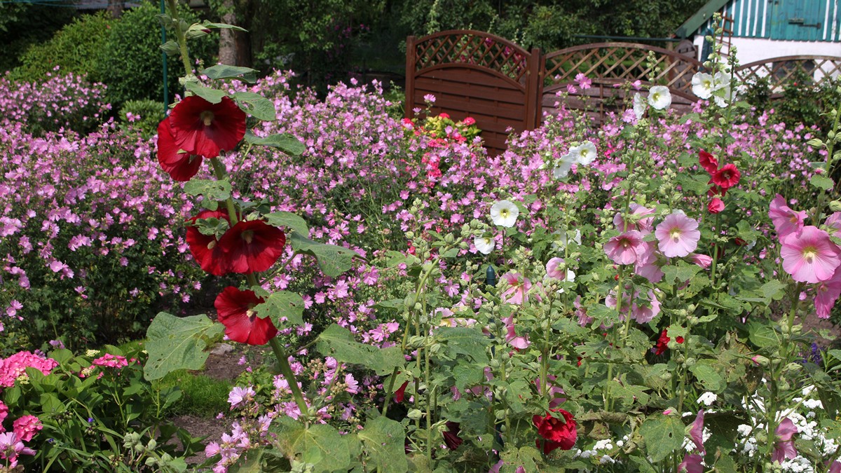 Bild Haigerlocher Rosengarten