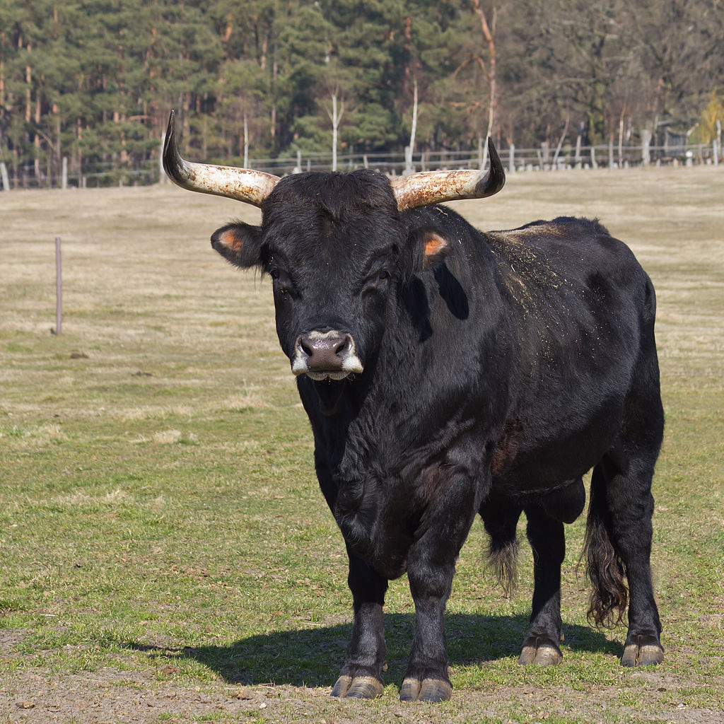 Bild Wildpark Johannismühle Baruth