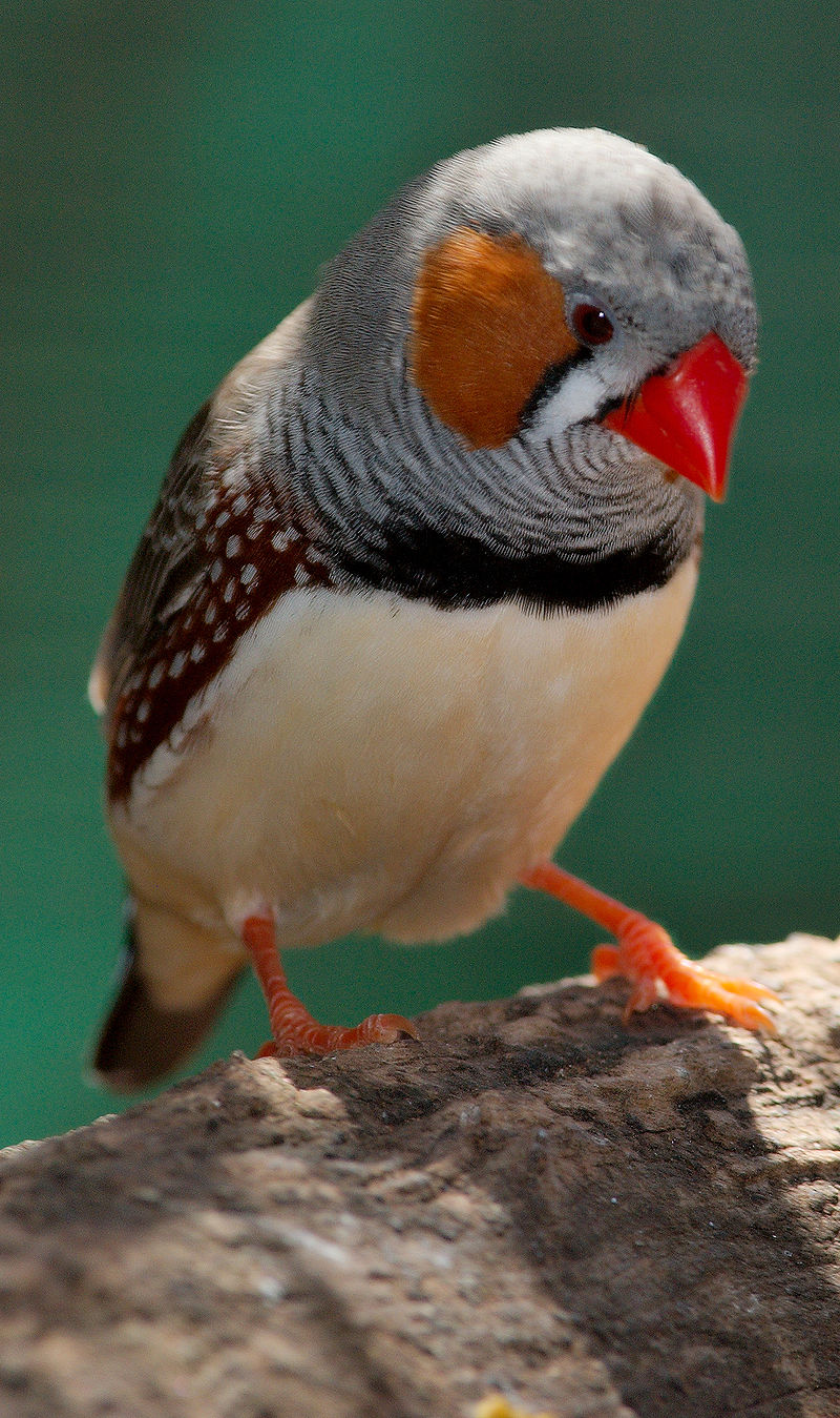 Bild Vogelpark Biebesheim