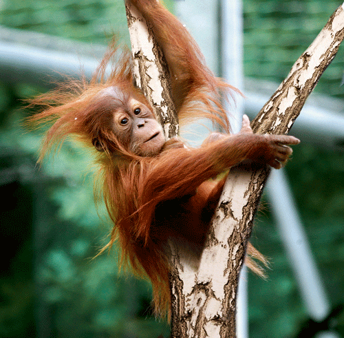 Bild Tierpark Hellabrunn München