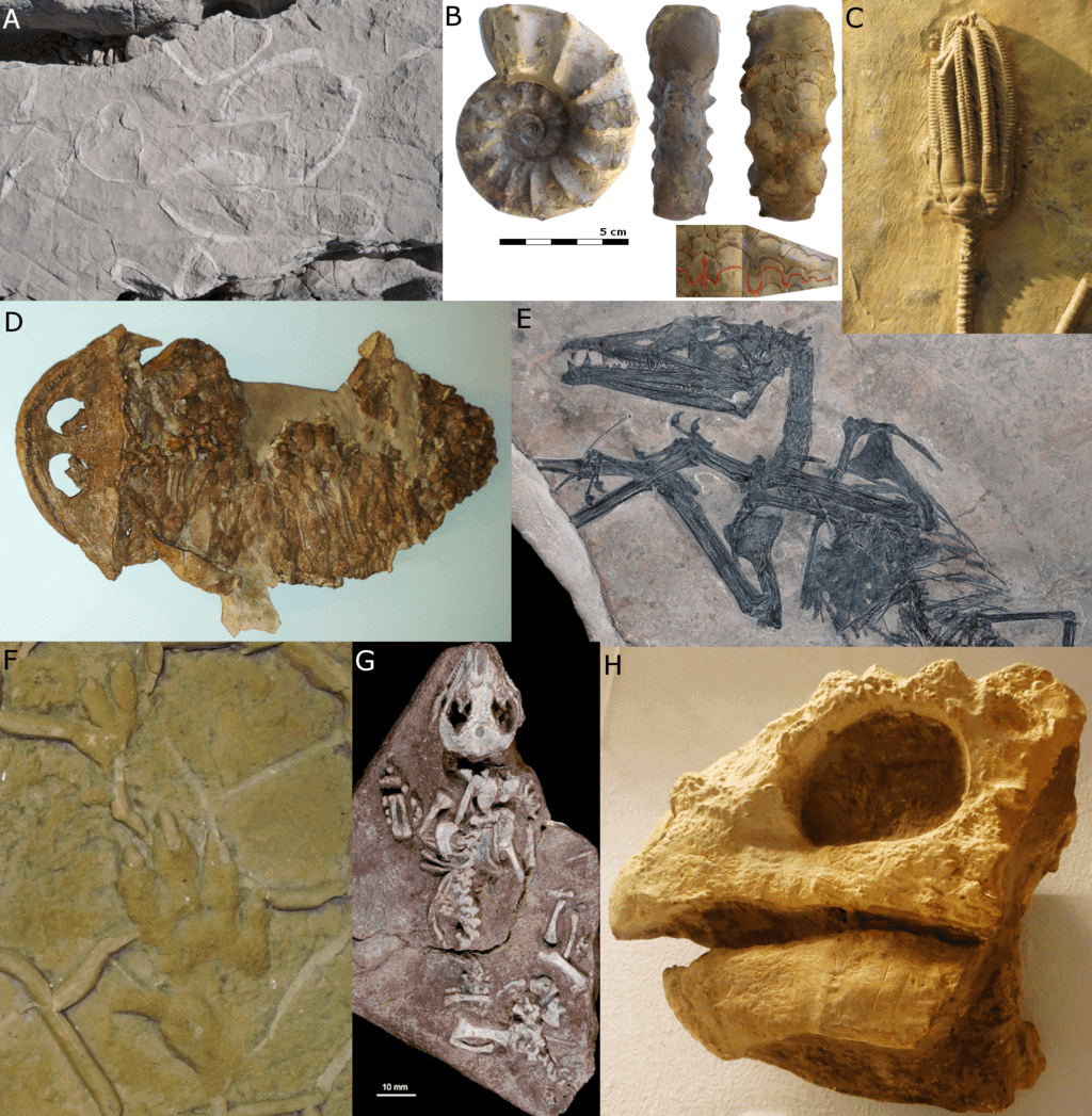 Bild Geologisch-Mineralogische Sammlung Hillesheim