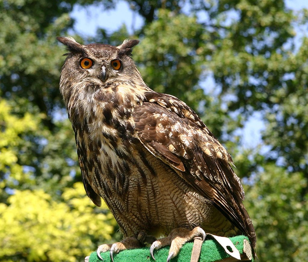 Bild Vogel und Umweltstation Regenstauf