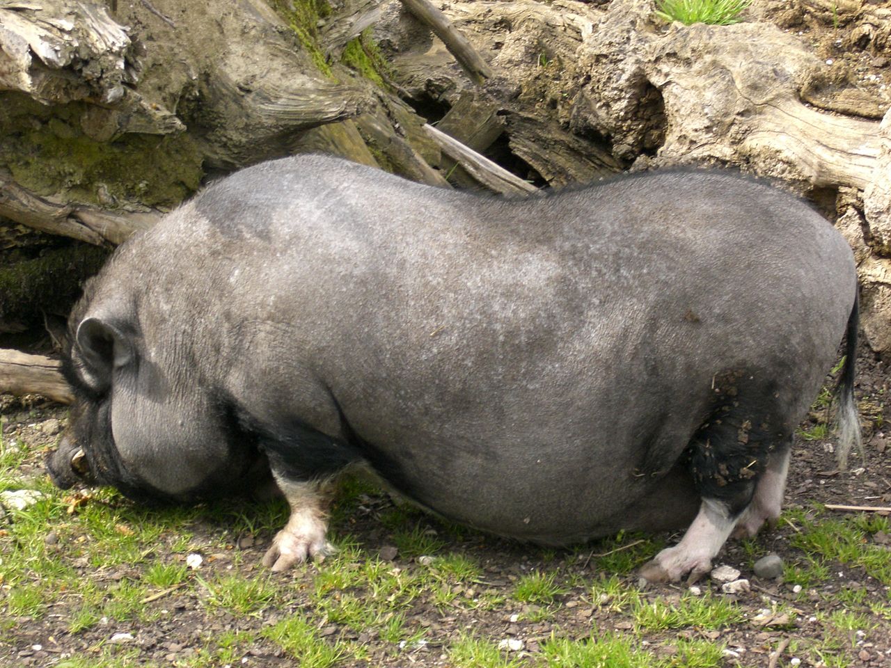 Bild Tiergarten Ulm