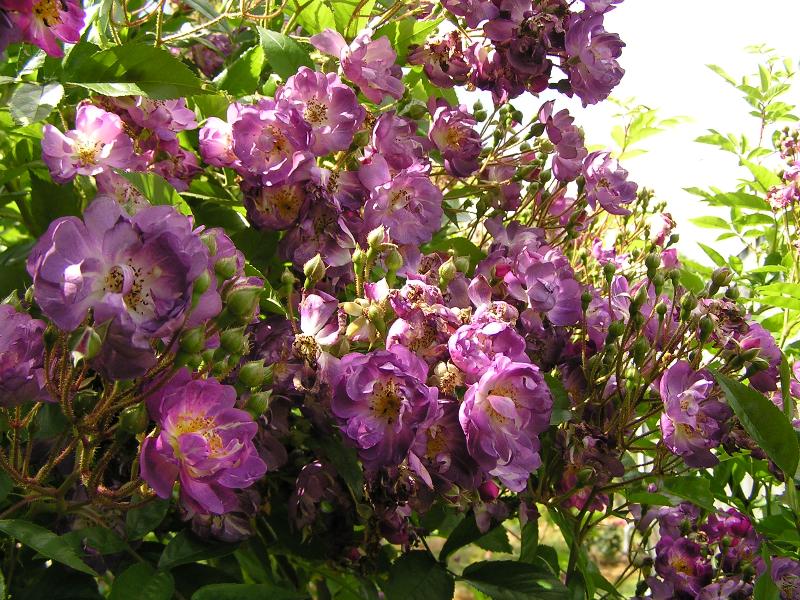 Bild Rosengarten am Klinikum Neumarkt