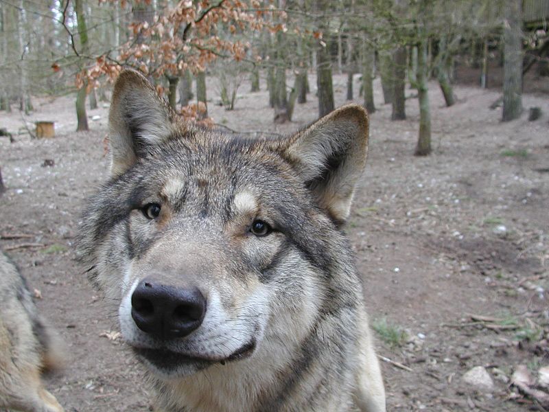 Bild Natur- und Umweltpark Wildpark Güstrow