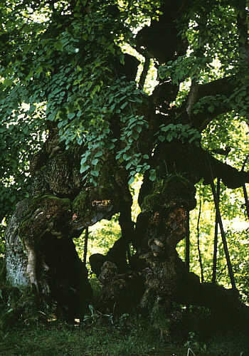 Bild Wolframslinde Ried am See