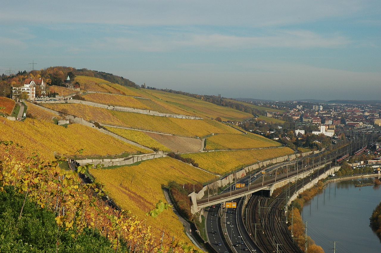 Bild Weinberg Würzburger Stein