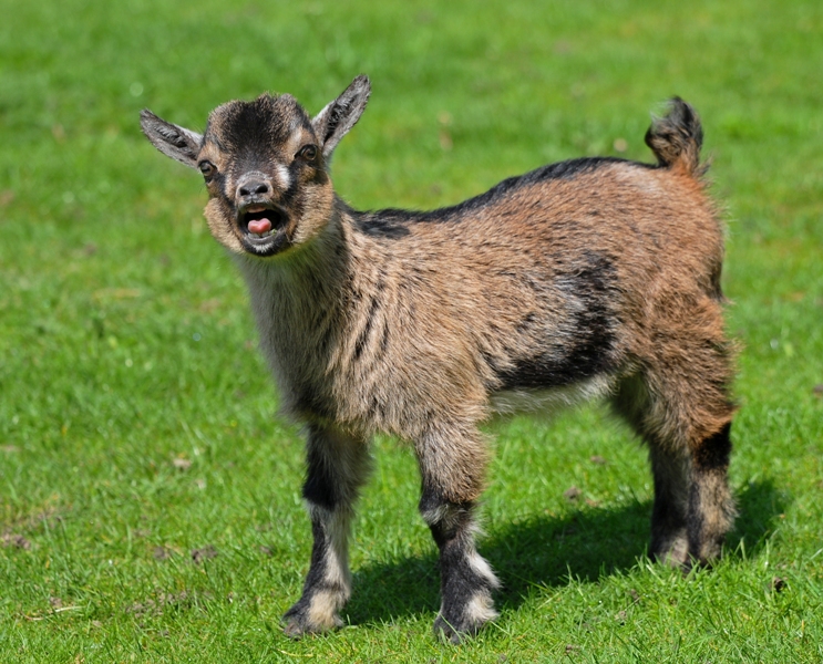 Bild Tiergarten Delitzsch