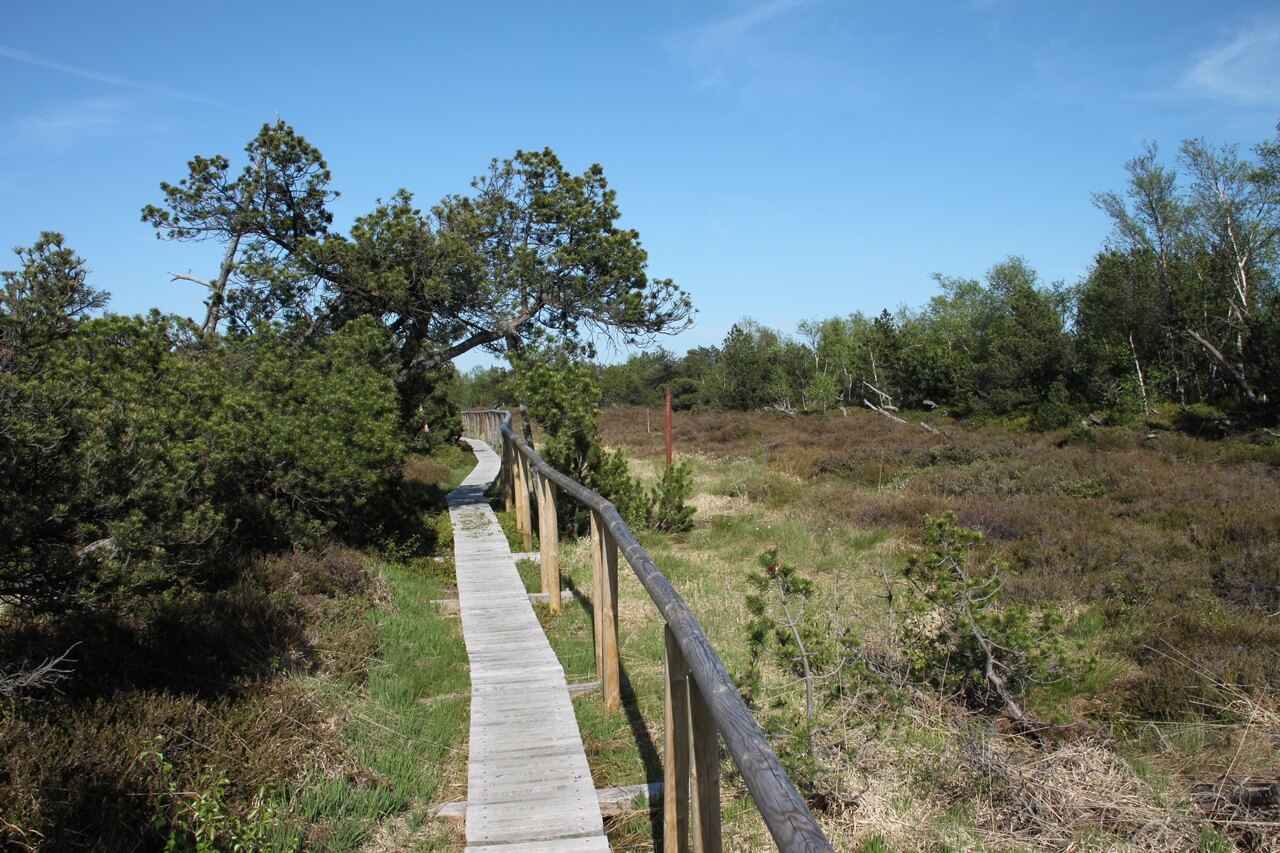 Bild Georgenfelder Hochmoor Altenberg