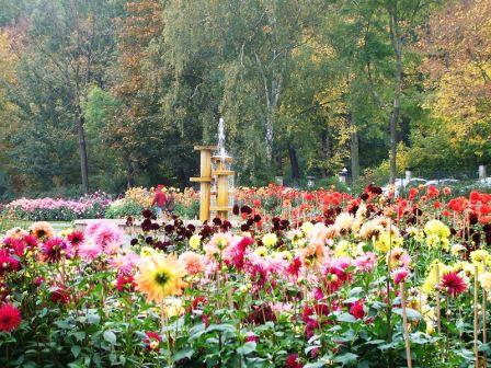 Bild Dahliengarten Gera