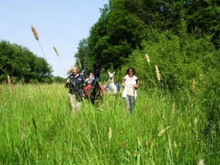 Bild Wildkräuterwanderung Seibersbach