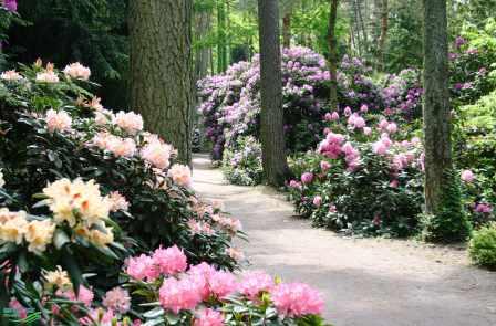 Bild Rhododendronpark Bruns