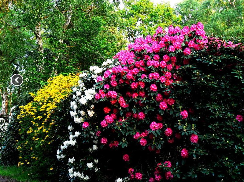 Bild Rhododendronpark der Baumschule Germer