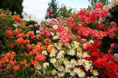 Bild Rhododendron Schaugarten der Baumschule Hachmann Barmstedt