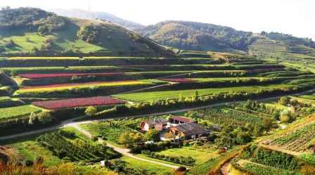 Bild Weingut Schätzle Vogtsburg-Schelingen