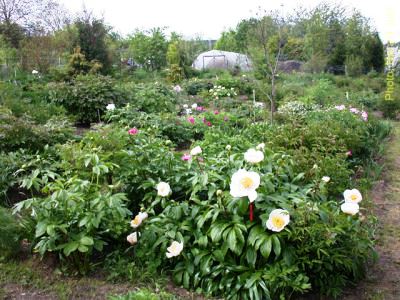 Bild Taunusgarten Juhr Hofheim