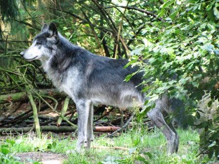 Bild WildtierPark Edersee Edertal