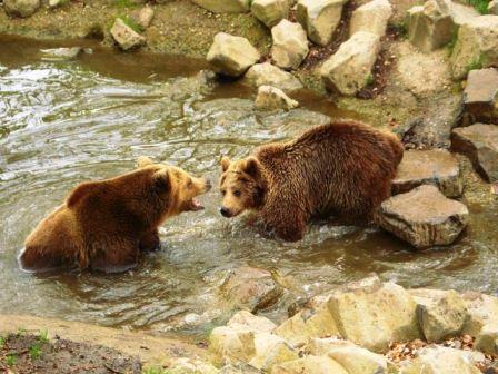 Bild Wildpark Knüll Homberg