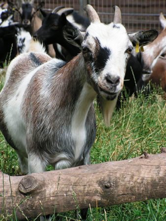 Bild Zoo am Rammelsberg Kassel