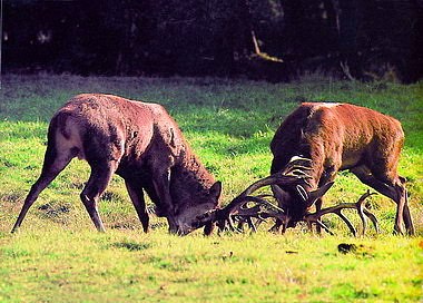 Bild Wild- und Freizeitpark Willingen